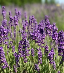 Levandule Ellegance Purple - Lavandula angustifolia - prodej semen - 15 ks