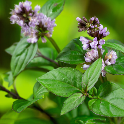 Máta vodní - Mentha aquatica - prodej semen - 30 ks