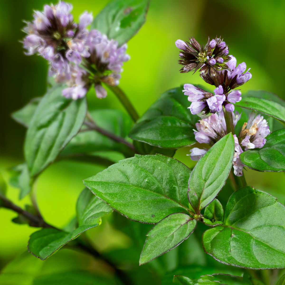 Máta vodní - Mentha aquatica - prodej semen - 30 ks