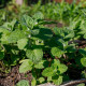 Máta jablečná - Mentha rotundifolia - prodej semen - 50 ks