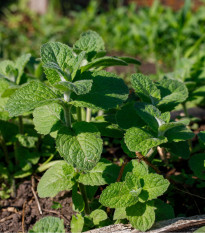 Máta jablečná - Mentha rotundifolia - prodej semen - 50 ks