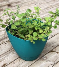 Oregano řecké - Origanum vulgare - prodej semen - 250 ks