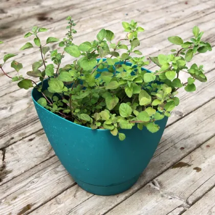 Oregano řecké - Origanum vulgare - prodej semen - 250 ks