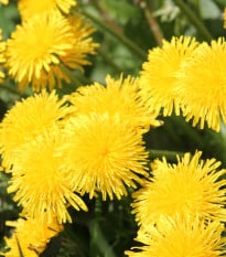 Pampeliška - Smetánka lékařská - Taraxacum offiicinalis - prodej semen - 400 ks