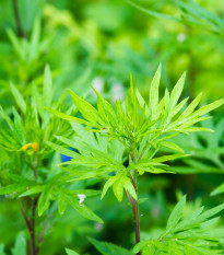 Pelyněk Černobýl - Artemisia vulgaris - prodej semen - 250 ks