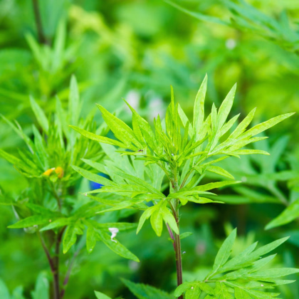 Pelyněk Černobýl - Artemisia vulgaris - prodej semen - 0,01 g