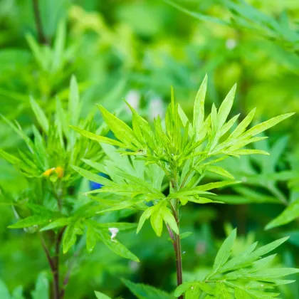 Pelyněk Černobýl - Artemisia vulgaris - prodej semen - 250 ks