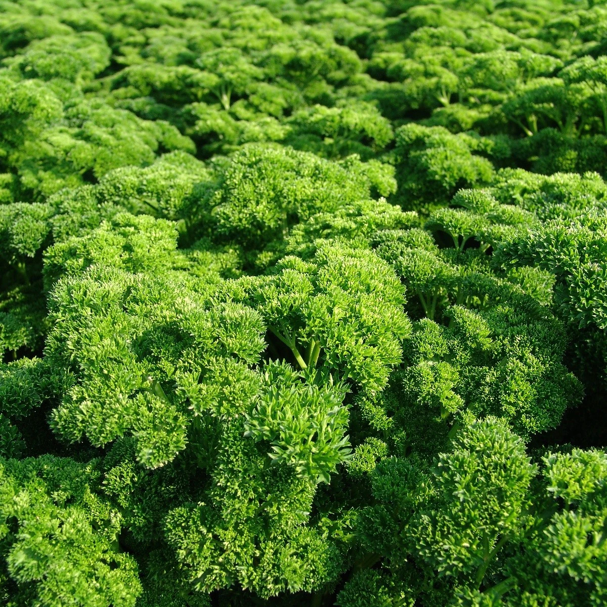 Petržel naťová Astra - Petroselinum crispum - prodej semen - 700 ks