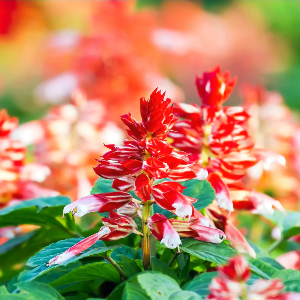 Šalvěj zářivá Unica Red and White - Salvia splendens - prodej semen - 20 ks