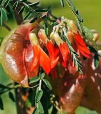 Africká bylina - Lessertia frutescens - prodej semen - 4 ks