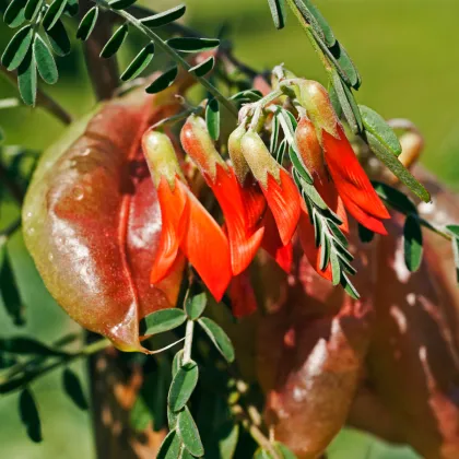Africká bylina - Lessertia frutescens - prodej semen - 4 ks