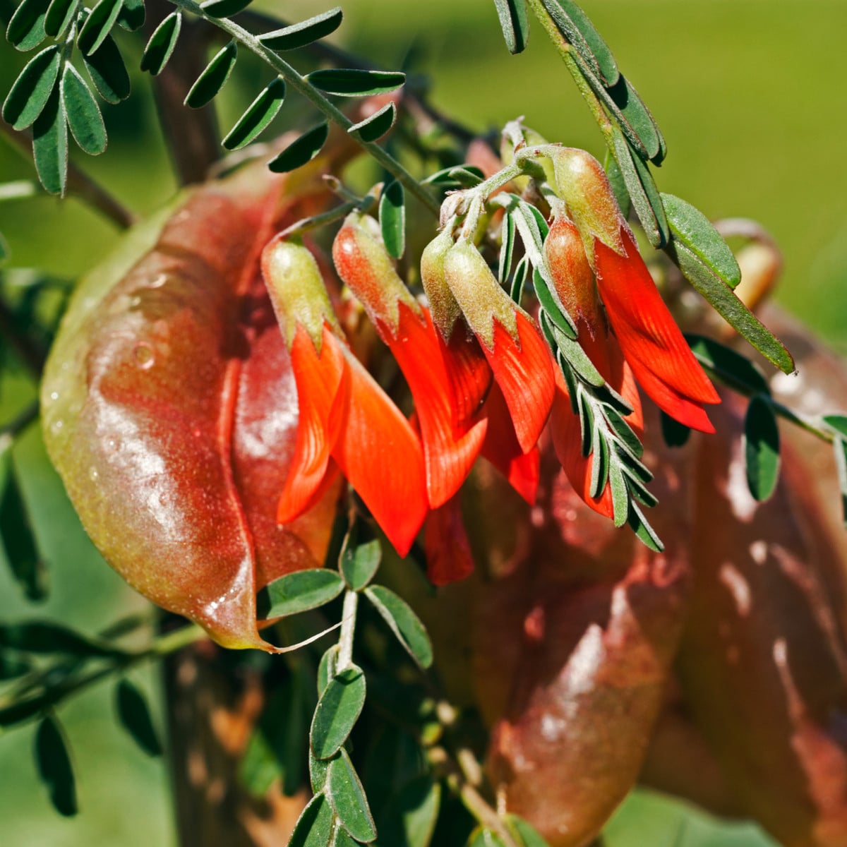 Africká bylina - Lessertia frutescens - prodej semen - 4 ks