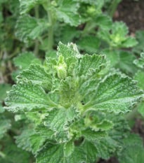 Jablečník obecný - Marrubium vulgare - prodej semen - 12 ks