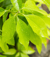 Kafrovník lékařský - Cinnamomum camphora - prodej semen - 6 ks