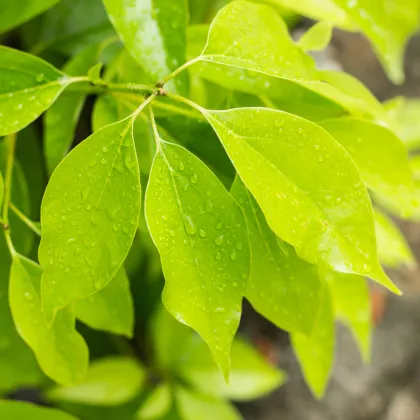 Kafrovník lékařský - Cinnamomum camphora - prodej semen - 6 ks