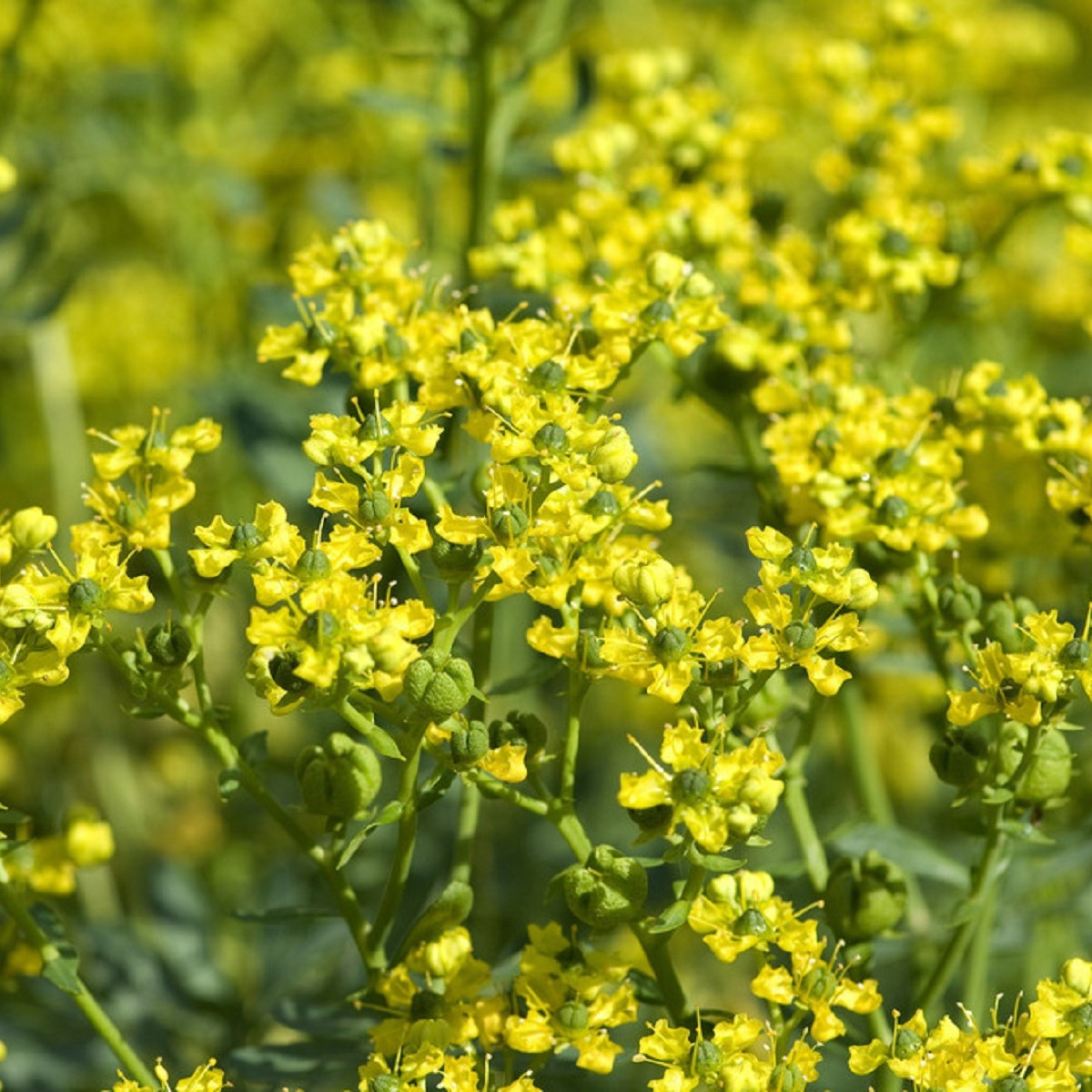 Routa vonná - Ruta graveolens - prodej semen - 10 ks