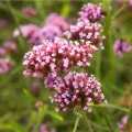 Sporýš lékařský - Verbena officinalis - prodej semen - 200 ks