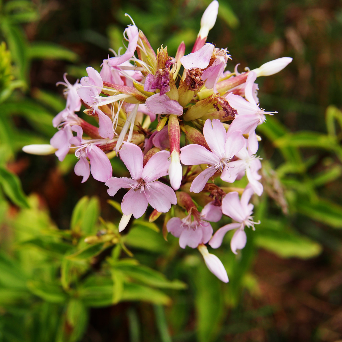 Mydlice lékařská - Saponaria officinalis - prodej semen - 15 ks