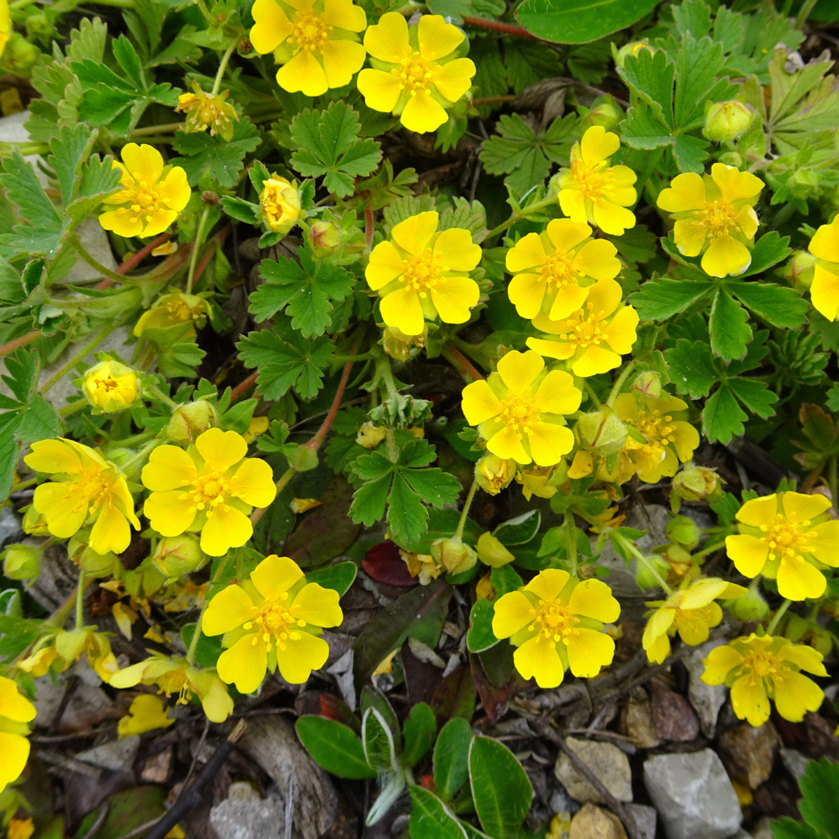 Mochna nátržník - Potentilla erecta - prodej semen - 8 ks