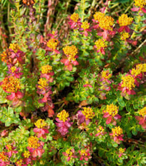 Rozchodnice růžová - Rhodiola rosea - prodej semen - 8 ks