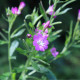 Vrbovka malokvětá - Epilobium parviflorum - prodej semen - 0,05 g