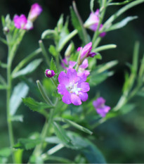 Vrbovka malokvětá - Epilobium parviflorum - prodej semen - 0,05 g