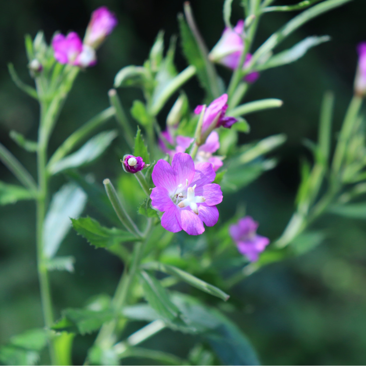 Vrbovka malokvětá - Epilobium parviflorum - prodej semen - 0,05 g