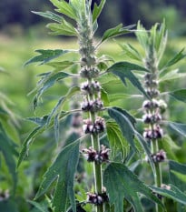 Srdečník obecný - Leonurus cardiaca - prodej semen - 20 ks