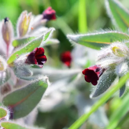 Užanka lékařská - Cynoglossum officinal - prodej semen - 10 ks