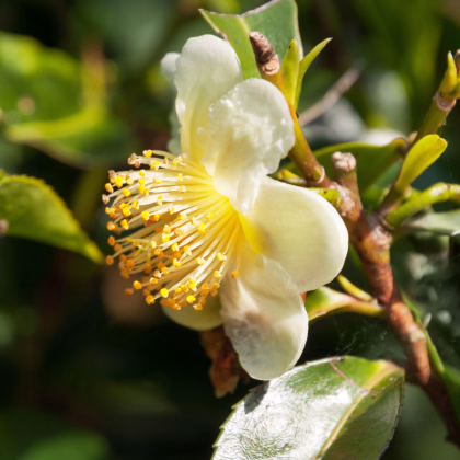 Čajovník čínský - Camellia sinensis - prodej semen - 5 ks