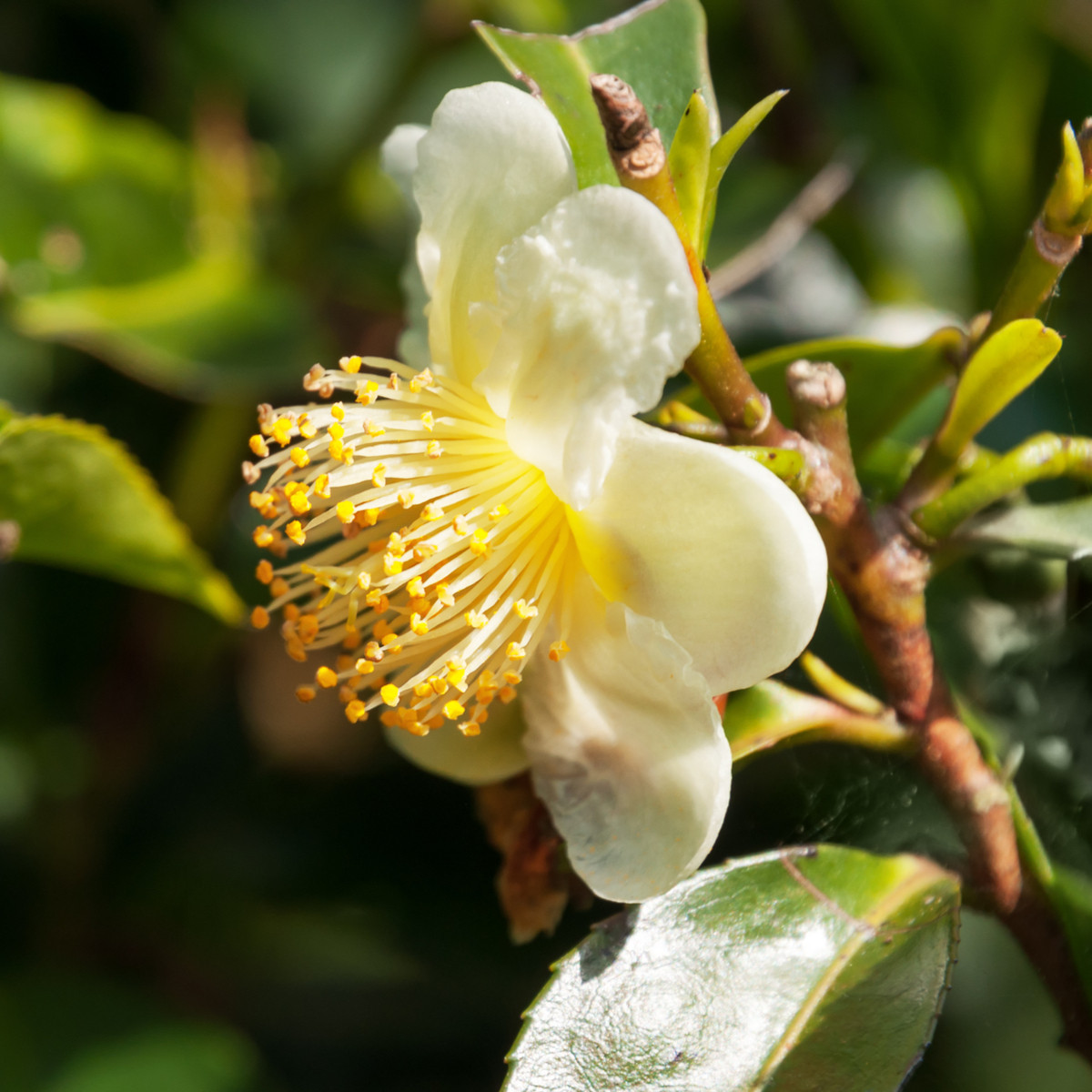 Čajovník čínský - Camellia sinensis - prodej semen - 5 ks
