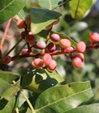 Pistácie atlantská - Pistacia atlantica - prodej semen - 5 ks