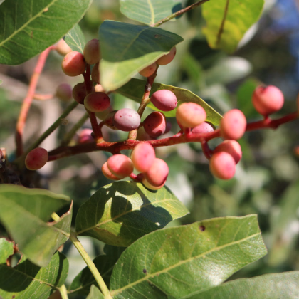 Pistácie atlantská - Pistacia atlantica - prodej semen - 5 ks