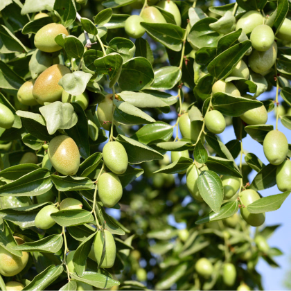 Jojoba Zimostráz - Simmondsia chinensis - prodej semen - 6 ks