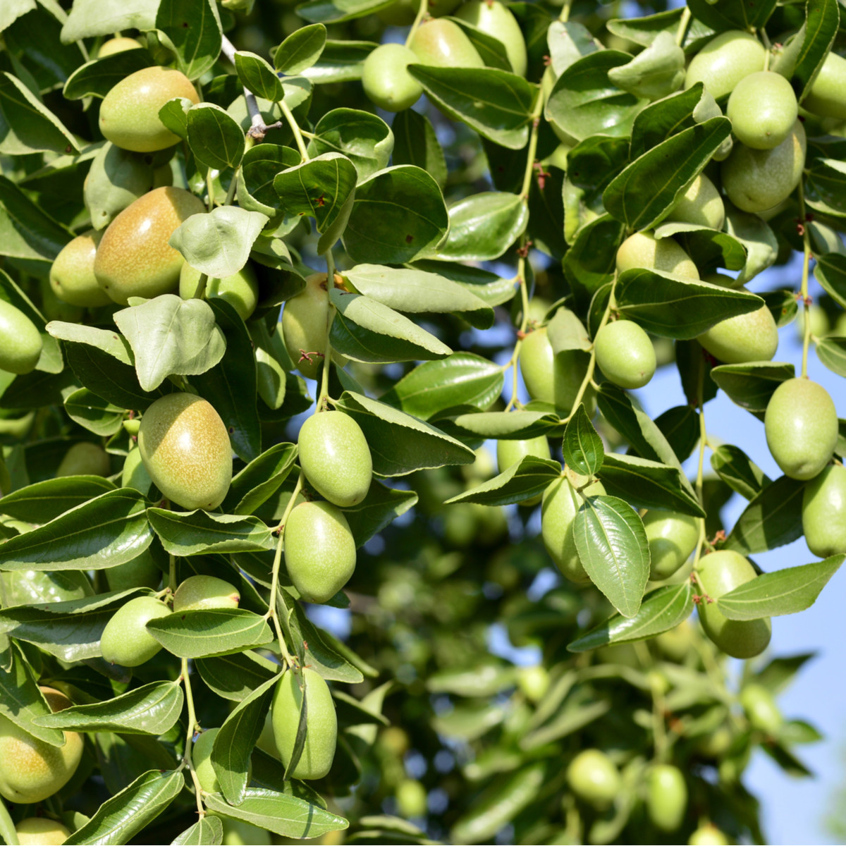 Jojoba Zimostráz - Simmondsia chinensis - prodej semen - 6 ks