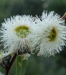Eucalyptus kulatoplodý - Eukalyptus globulus - prodej semen - 8 ks