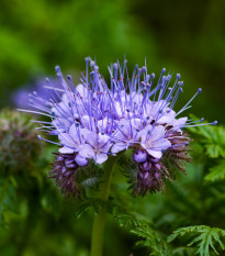 Svazenka vratičolistá - Phacelia tanacetifolia - prodej semen - 50 ks