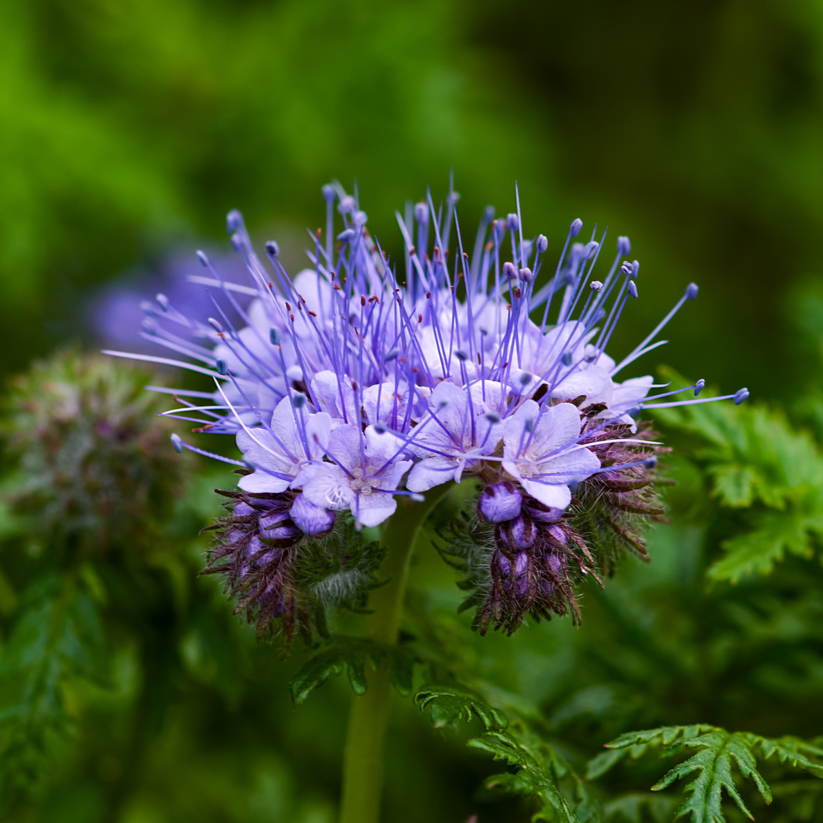 Svazenka vratičolistá - Phacelia tanacetifolia - prodej semen - 50 ks