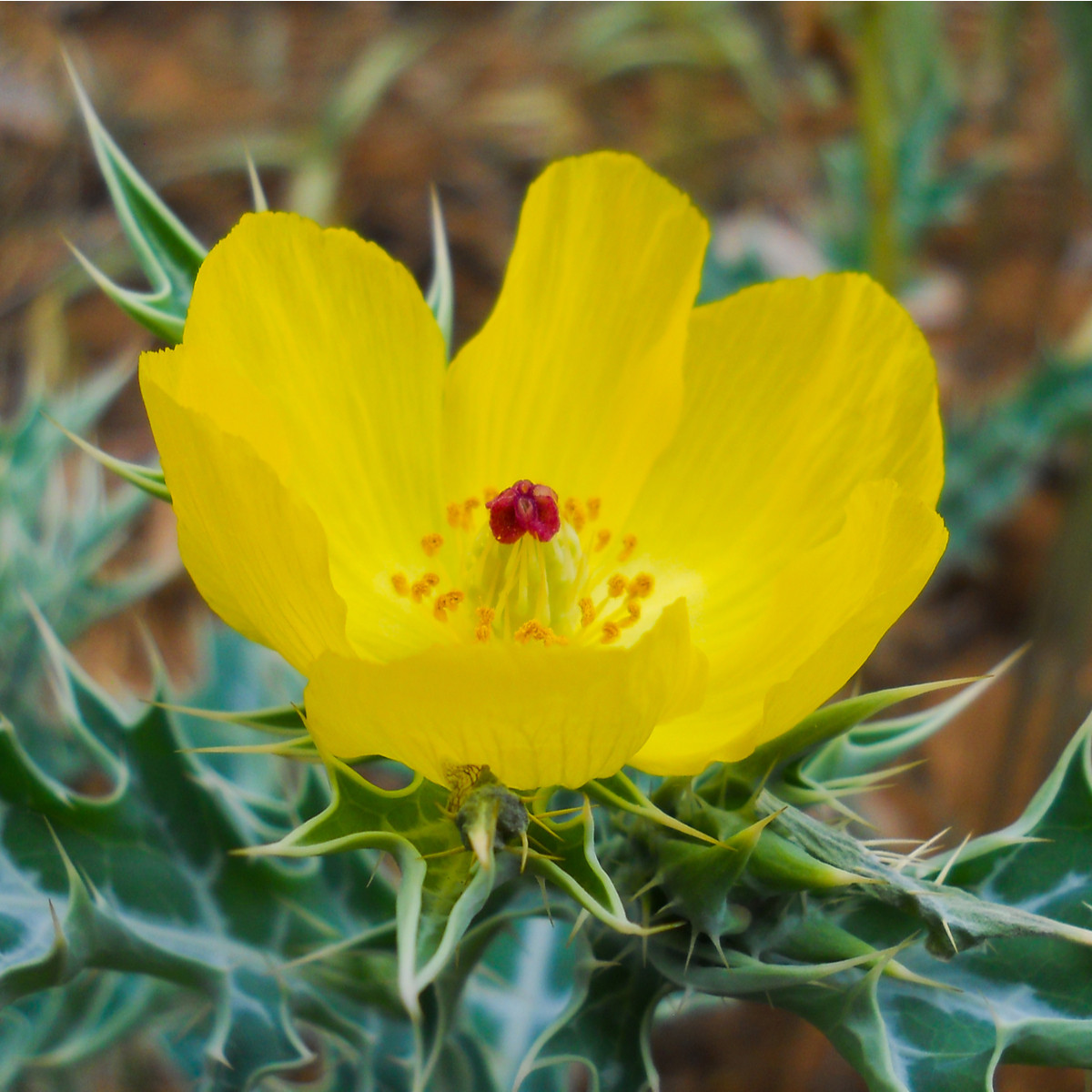 Mák mexický - Argemone mexicana - prodej semen - 20 ks