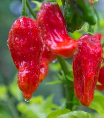 Chilli Bhut Jolokia - Capsicum chinense - prodej semen - 5 ks