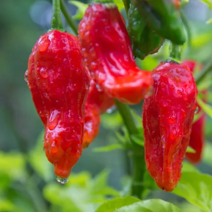 Chilli Bhut Jolokia - Capsicum chinense - prodej semen - 10 ks
