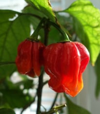 Chilli Trinidad Scorpion Moruga - Capsicum chinense - prodej semen - 5 ks