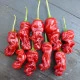 Chilli Peter - Capsicum chinense - prodej semen - 5 ks