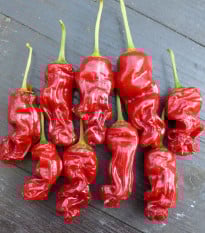 Chilli Peter - Capsicum chinense - prodej semen - 5 ks