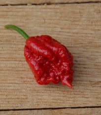 Chilli 7 Pot červené - Capsicum chinense - prodej semen - 6 ks