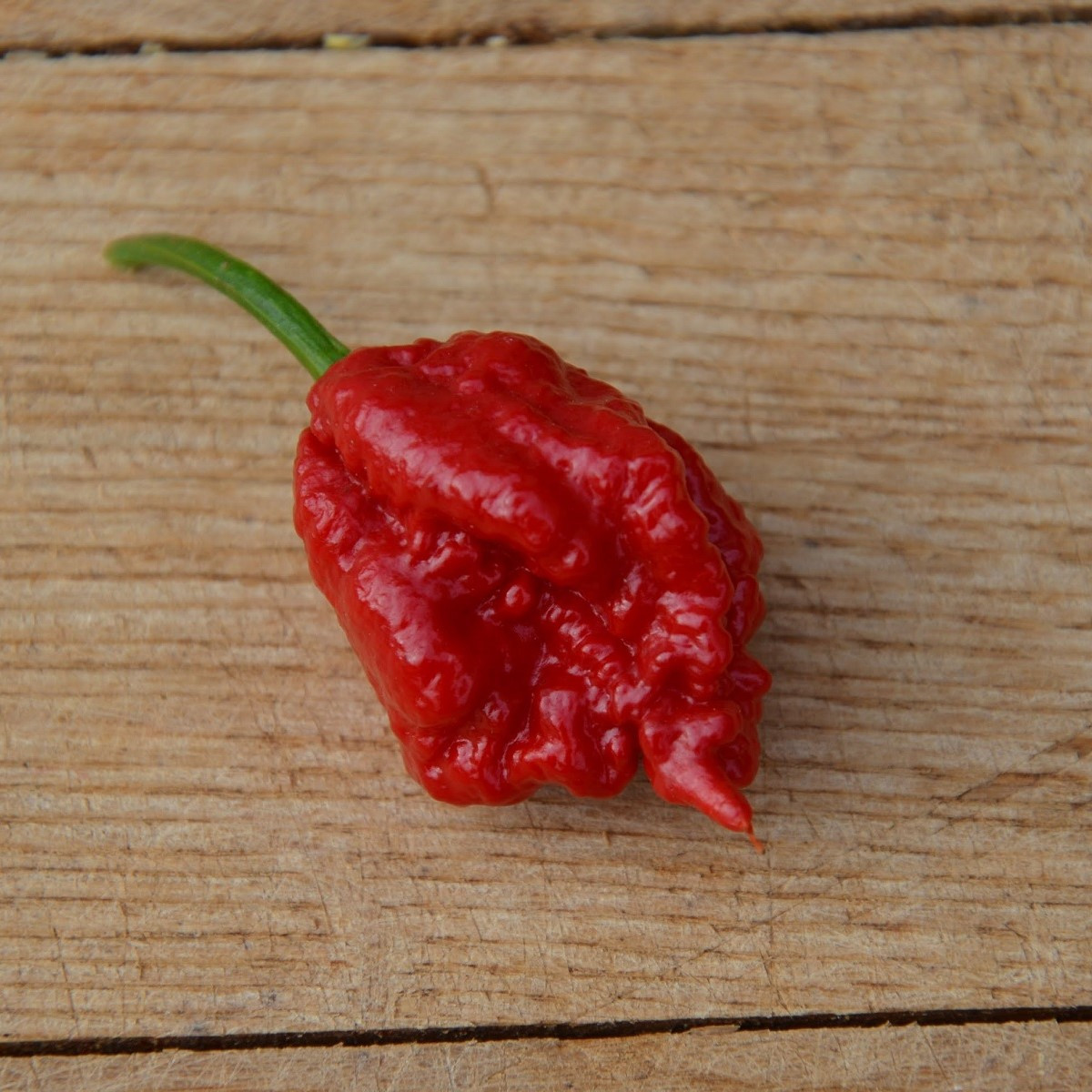 Chilli 7 Pot červené - Capsicum chinense - prodej semen - 6 ks