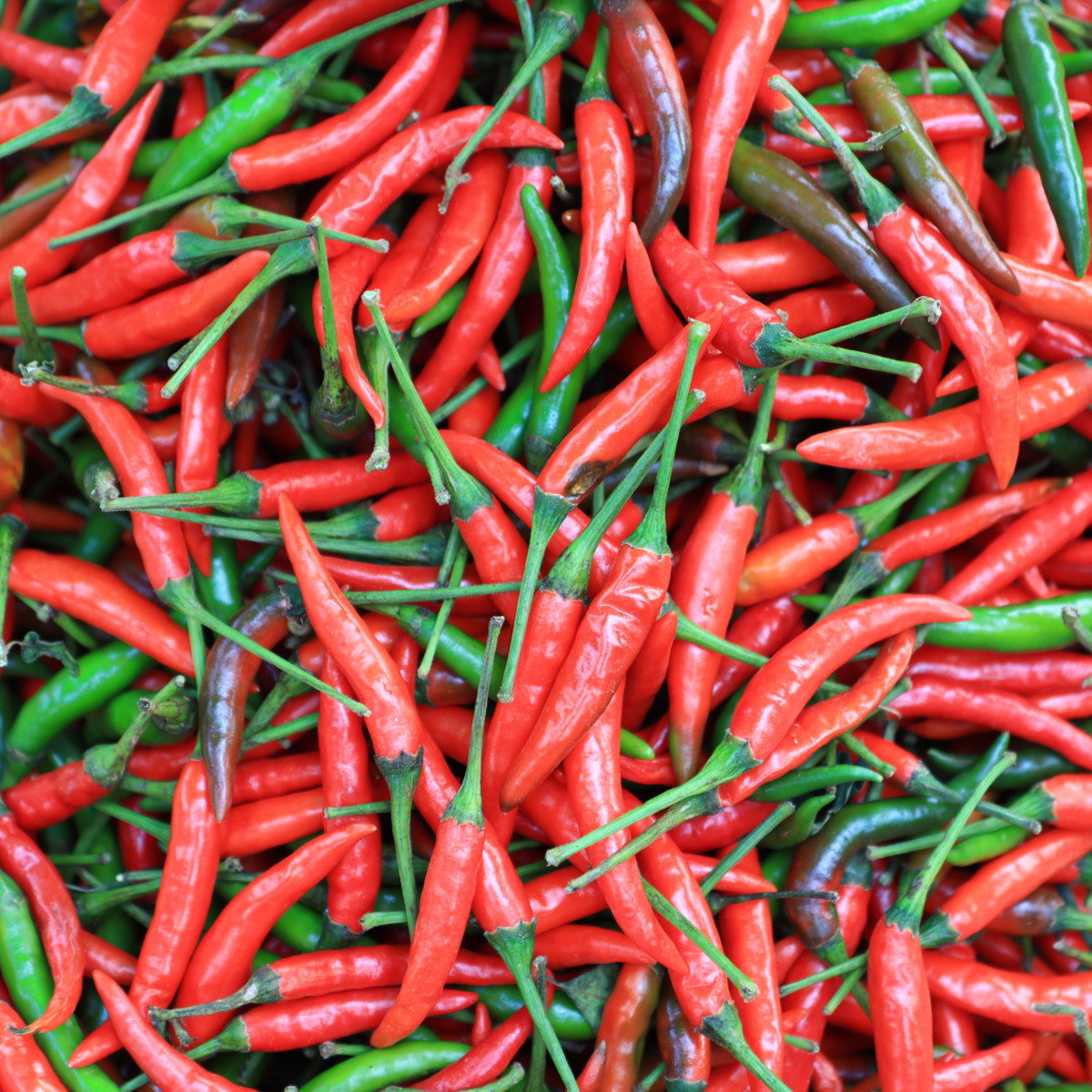 Chilli Thai Hot Culinary - Capsicum annuum - prodej semen - 6 ks