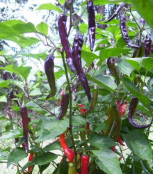 Chilli Kajenský pepř purple - Capsicum annuum - prodej semen - 8 ks