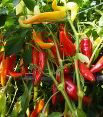 Paprika kozí/beraní roh Harriet - Capsicum annuum - prodej semen - 45 ks