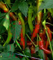 Paprika kozí/beraní roh Poseidon - Capsicum annuum - prodej semen - 15 ks